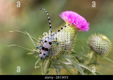 Rosalia longicorn (Rosalia alpina), sitzt auf Distel, Cirsium vulgare, Deutschland, Baden-Württemberg Stockfoto