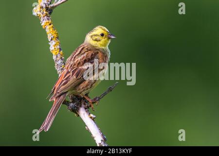 Gelbhammer (Emberiza citrinella), männlich auf einem Ast, Seitenansicht, Deutschland, Baden-Württemberg Stockfoto