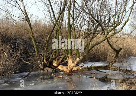 Eurasischer Biber, europäischer Biber (Castor-Faser), Biber-Tracks an einem Baumstamm, Niederlande Stockfoto