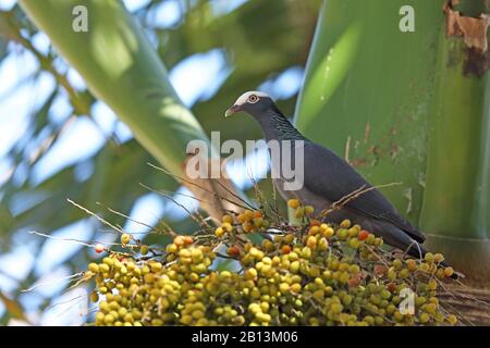 Weißkröntgentaube (Patagioenas leucocephala), auf einer Palme, Kuba, Las Terrazas Stockfoto