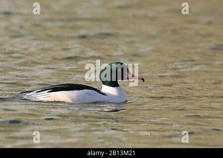 Gänsand (Mergus merganser), Schwimmmännchen, Niederlande, Frisia Stockfoto