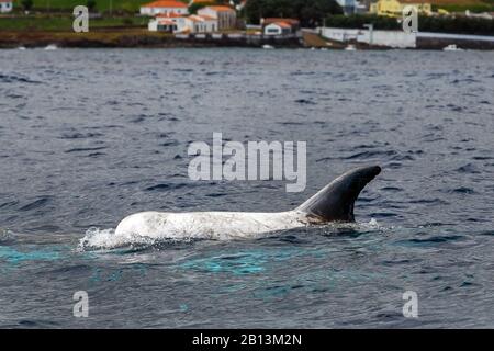 Rissos Delfin, grauer Grampus, weißköpfiger Grampus (Grampus griseus), Schwimmen an der Wasseroberfläche, Azoren Stockfoto