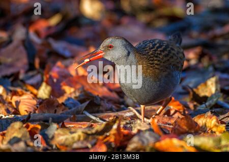 Wasserbahn (Rallus aquaticus), auf dem Waldboden, Deutschland, Baden-Württemberg Stockfoto