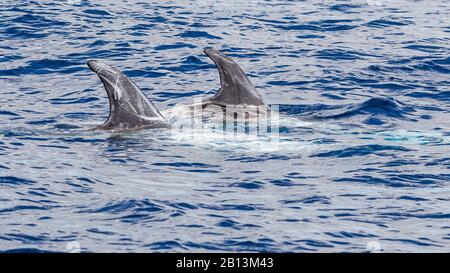 Risso's Delphin, Grey Grampus, White-headed Grampus (Grampus griseus), zwei Rissos Delfine, die zusammen an der Wasseroberfläche schwimmen, Azoren Stockfoto