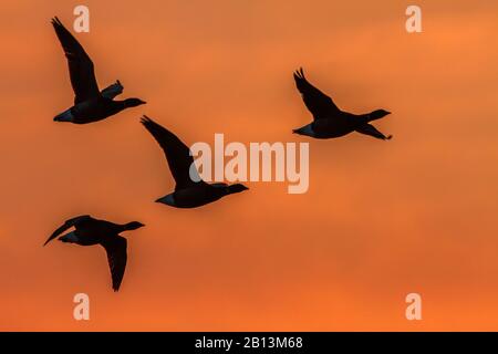 Brent Gans (Branta bernicla), Wildgänse bei Sonnenaufgang in Backlight, Niederlande Stockfoto