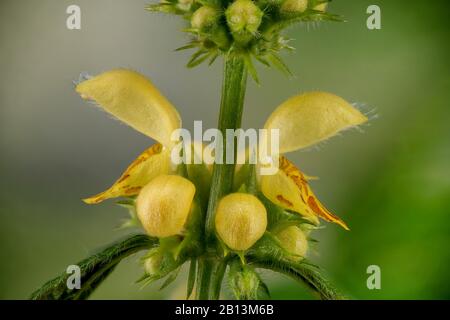 Gelbe Totnessel, Gelber Erzengel, Artillerie-Anlage, Aluminiumwerk (Lamium galeobdolon, Galeobdolon luteum, Lamiastrum galeobdolon), Blumen, Deutschland, Bayern Stockfoto