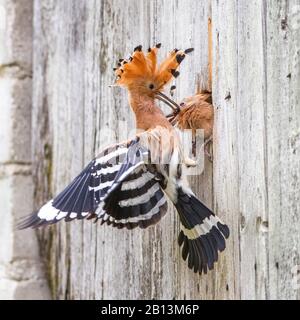 Hopfen (Upupa-Epops), der Jungvogel an einem Nistloch füttert, Seitenansicht, Deutschland, Baden-Württemberg Stockfoto
