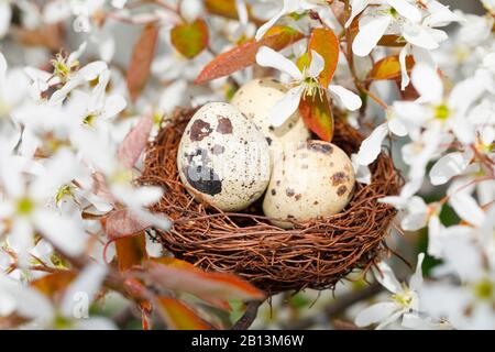 Lamarcks Serviceberry (Amelanchier lamarckii), nisten mit Wachteleiern in einer Servicebeere, Osterdekoration, Schweiz Stockfoto