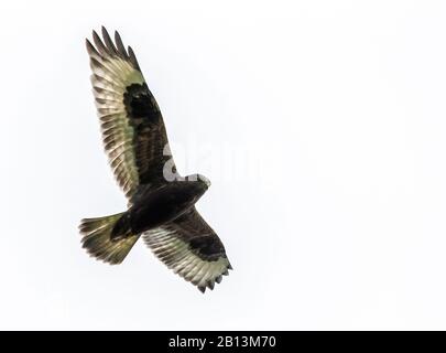 Amerikanischer Rough-bleged Buzard (Buteo lagopus sanctijohannis), Unreife dunkle Morphe, Azoren Stockfoto