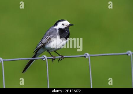 Wagtail, weißer Wagtail (Motacilla alba), sitzt auf einem Drahtzaun, Niederlande, Texel Stockfoto