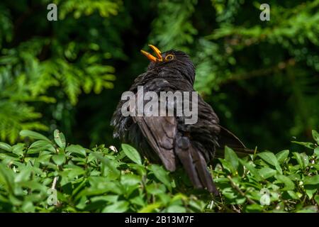 Schwarzvogel (Turdus merula), männliches Sonnenbaden, Deutschland, Baden-Württemberg Stockfoto