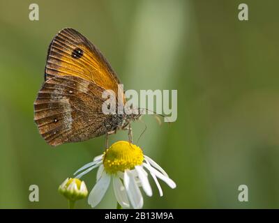 Pförtner, Heckenbraun (Pyronia tithonus, Maniola tithonus), Seitenansicht, Niederlande, Noord-brabant Stockfoto