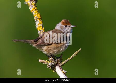 Blackcap (Sylvia atricapilla), weibliche Perchung auf einem Ast, Seitenansicht, Deutschland, Baden-Württemberg Stockfoto