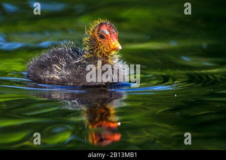 Black Coot (Fulica atra), Schwimmkick, Deutschland, Baden-Württemberg Stockfoto