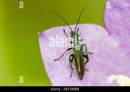 Falscher Ölkäfig, Dickbeiniger Blumenkäfer, geschwollener Dickkäfig (Oedemera nobilis), sitzt auf einer Glockenblume, Deutschland, Baden-Württemberg Stockfoto