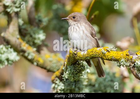 Gefleckter Flycatcher (Muscicapa striata), in einem Baum, Frankreich Stockfoto