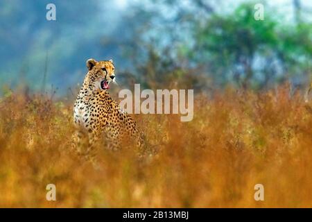 Gepard (Acinonyx jubatus), Weibchen sitzt in der Savanne und Gähnen, Südafrika, Mpumalanga, Kruger National Park Stockfoto