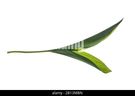 Europäische Liliensilie (Convallaria majalis), Blätter, Ausschnitte, Deutschland Stockfoto