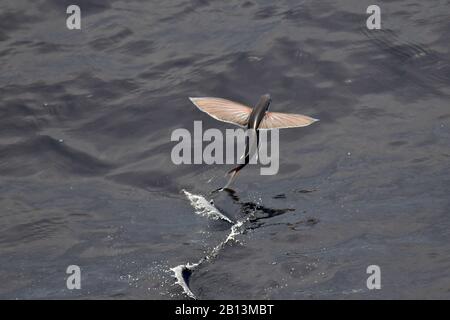 Fliegende Fischarten, die von der Meeresoberfläche, dem Atlantik, abfliegen Stockfoto