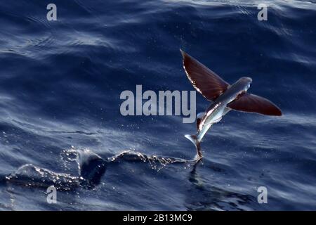 Fliegende Fischarten, die von der Meeresoberfläche, dem Atlantik, abfliegen Stockfoto