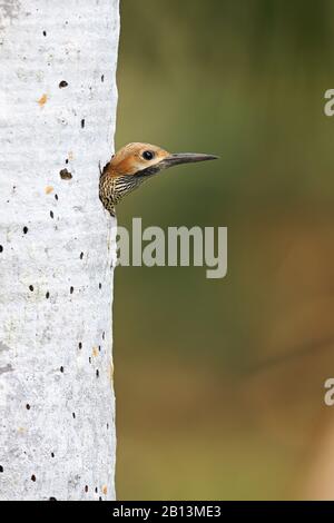 Fernandinas Flicker (Colaptes fernandinae), männliche Gleichaltrige aus seiner Höhle, Kuba, Zapata-Nationalpark Stockfoto