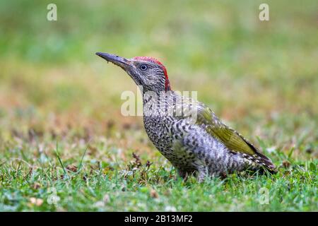 Grünspecht (Picus viridis), auf einer Wiese im juvenilen Gefieders forsten, Seitenansicht, Deutschland, Baden-Württemberg Stockfoto