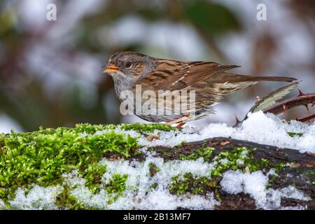 Dunnock (Prunella modularis), im Winter auf einer Filiale, Deutschland, Baden-Württemberg Stockfoto