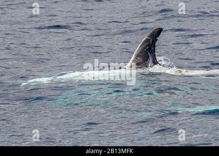 Rissos Delfin, grauer Grampus, weißköpfiger Grampus (Grampus griseus), Schwimmen an der Wasseroberfläche, Azoren Stockfoto