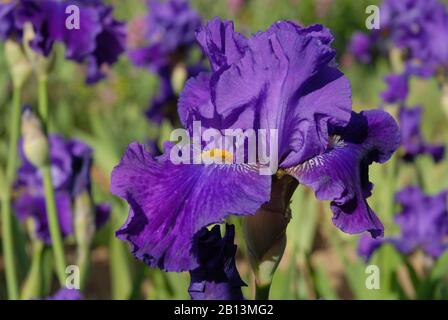 Tall Bearded Iris, Pennellata. Violette Blume mit Bronze-Bart Stockfoto