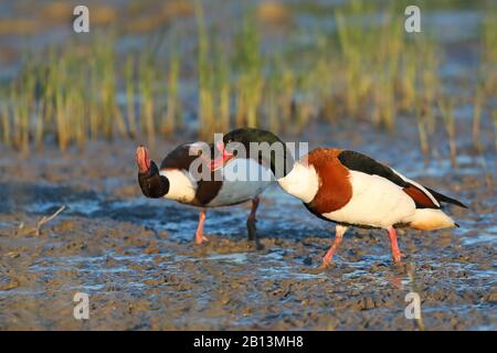 Gemeinsame Shelduck (Tadorna tadorna), Shelduck Paar auf dem Futter im Flachwasser, Spanien, Balearen, Mallorca Stockfoto