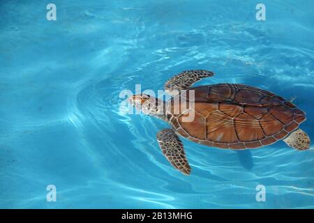 Grüne Schildkröte, Felsenschildkröte, Fleischschildkröte (Chelonia mydas), Schwimmen, Kuba, Cayo Largo Stockfoto