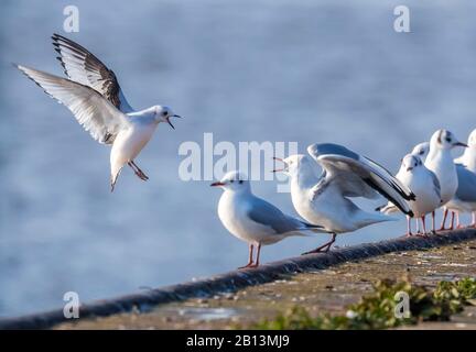 Ross's Gull (Rhodostethia-Rosea), an Deck sitzend, Niederlande Stockfoto