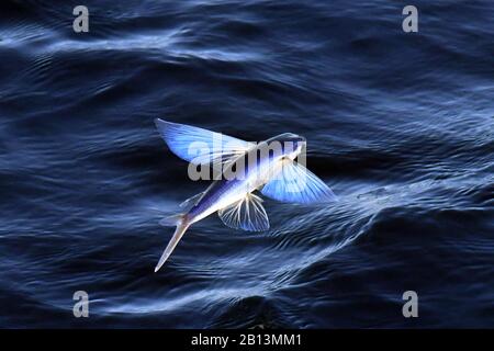 Fliegende Fischarten, die von der Meeresoberfläche, dem Atlantik, abfliegen Stockfoto