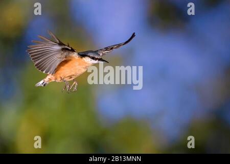 Eurasisches Nuthatch (Sitta europaea), im Flug, Deutschland, Baden-Württemberg Stockfoto