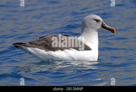 Grauköpfiges Albatross (Thalassarche Chrysostoma, Diomedea Chrysostoma), Schwimmen, Suedgeorgien Stockfoto