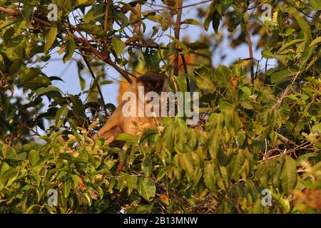 Schwarz gekappte Kapuziner, Brown-Kapuziner-Affe (Cebus apella), sitzt auf einem Baum, Brasilien, Pantanal Stockfoto