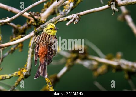 Gelbhammer (Emberiza citrinella), männliches Perchen auf einer Filiale, Deutschland, Baden-Württemberg Stockfoto