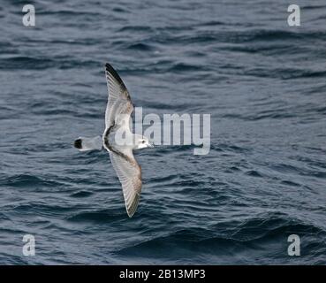 Taubenprion (Pachyptila desolata), der in der Nähe der Antarktis über das Meer fliegt Stockfoto