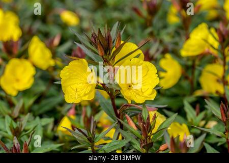 Sonnentropfen, Schmalblättrige Sonnentropfen, Goldene Sonnentropfen, Narrowblättrige Abend-Primrose, Schrubbbien-Sundrop (Oenothera fruticosa 'Sonnenwende', Oenothera fruticosa Sonnenwende, Oenothera tetragona), blühen, kultivieren Sonnenwende, Deutschland, Sachsen Stockfoto