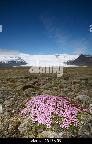 Moss campion, Cushion Pink (Silene acaulis), Tundra-Vegetation am Kfjarjokull, Island Stockfoto