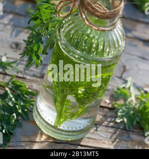 Gewöhnliches Wurmholz, Absinth-Wurmholz, Absinth-Sagewort (Artemisia absinthium), Schnaps aus Wurmholz, Deutschland Stockfoto