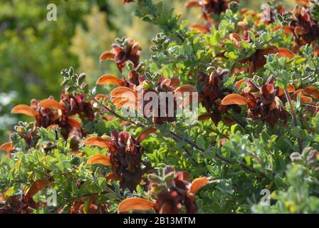 Salvia aurea Kirstenbosch mit markanten braunen Blumen, nah dran Stockfoto