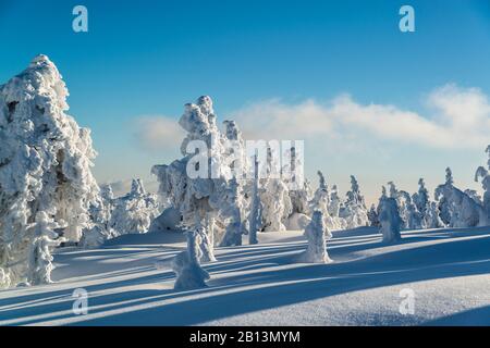 Winterlandschaft am Brocken, Nationalpark Harz, Sachsen, Sachsen-Anhalt, Deutschland Stockfoto