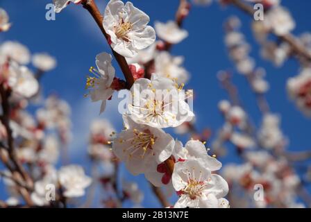 Aprikosenblüte auf Baum gegen blauen Himmel Stockfoto