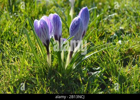 Crocus Vernus Pickwick, im Frühjahr blühend Stockfoto