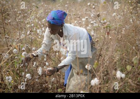 Arbeiten in den Baumwollfeldern von Cote D'Ivoire (Elfenbeinküste) Stockfoto