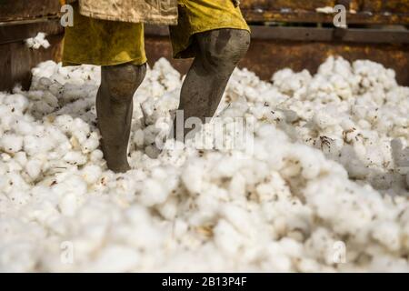 Arbeiten in den Baumwollfeldern von Cote D'Ivoire (Elfenbeinküste) Stockfoto