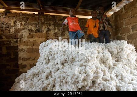 Arbeiten in den Baumwollfeldern von Cote D'Ivoire (Elfenbeinküste) Stockfoto