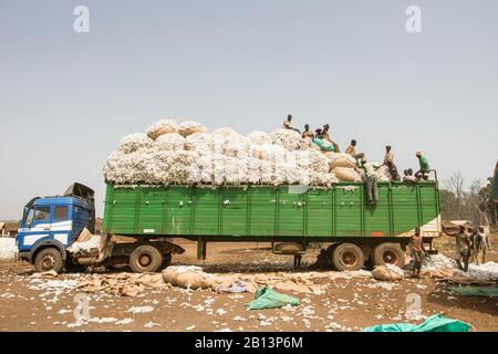 Arbeiten in den Baumwollfeldern von Cote D'Ivoire (Elfenbeinküste) Stockfoto