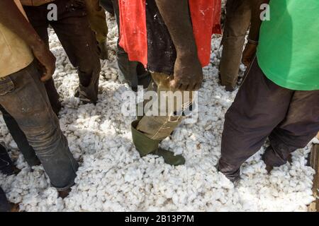 Arbeiten in den Baumwollfeldern von Cote D'Ivoire (Elfenbeinküste) Stockfoto